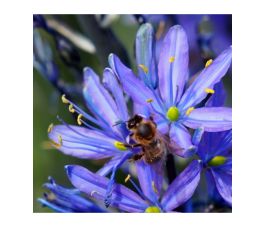 Camassia leichtlinii 'Caerulea' - Prairielelie - 3 bollen  - BIO Camassia leichtlinii 'Caerulea' - Prairielelie - 3 bollen  - BIO