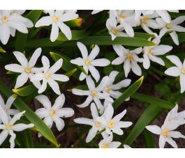 Chionodoxa luciliae 'Alba'- Sneeuwroem - 10 bollen - BIO