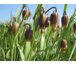 Fritillaria Uva Vulpis - Vossedruif - 10 bollen - BIO