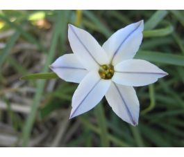 Voorjaarsster - Ipheion uniflorum 'Whisley Blue' - 10 bollen - BIO