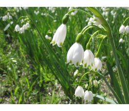 Leucojum aestivum 'Gravetye Giant' - Zomerklokje - 10 bollen - BIO