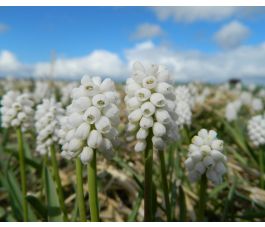 Muscari latifolium 'White magic' - Druifhyacinth - 10 bollen - BIO