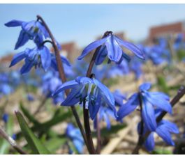 Scilla siberica - Oosterse sterhyacinth - 10 bollen - BIO