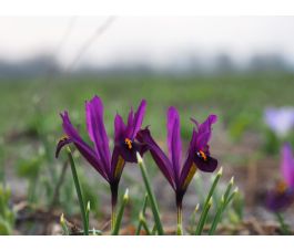 Iris reticulata 'J.S.Dijt' - 10 bollen - BIO