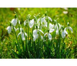 Sneeuwklokje - Galanthus elwesii 'Polar Bear' - 5 bollen - BIO Sneeuwklokje - Galanthus elwesii 'Polar Bear' - 5 bollen - BIO