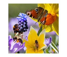 Mini Mix - 4 soorten - 15 bollen - BIO