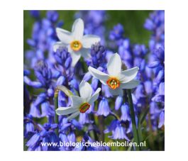 Poëten mix - 2 soorten - 20 bollen - BIO