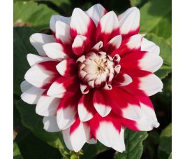 Dahlia - Duet - 5 stuks - BIO
