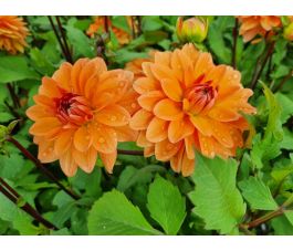 Dahlia - Summerflame - 5 stuks - BIO