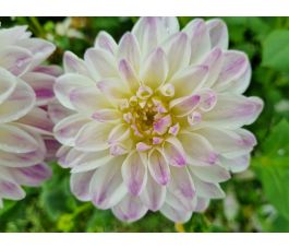 Dahlia - Wittem - 5 stuks - BIO