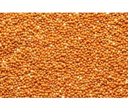 Bruine gierst 25 kg - BIO Bruine gierst 25 kg - BIO