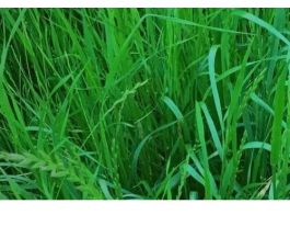 Italiaans raaigras - Lolium multiflorum - Fabio - 20kg - BIO Italiaans raaigras - Lolium multiflorum - Fabio - 20kg - BIO