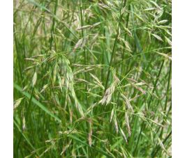 Rietzwenkgras - Festuca arundinacea - Swaj - 10kg - BIO Rietzwenkgras - Festuca arundinacea - Swaj - 10kg - BIO