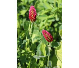 Inkarnaatklaver – Trifolium incarnatum – Linkarus - 25kg – BIO