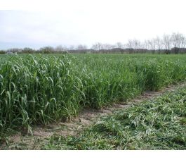 Snijrogge - Protector - 25 kg - BIO Snijrogge - Protector - 25 kg - BIO