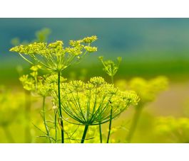 Foeniculum vulgare - Venkel - 1kg - BIO Foeniculum vulgare - Venkel - 1kg - BIO