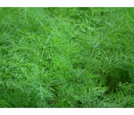 Anethum graveolens - Dille - 1kg - BIO Anethum graveolens - Dille - 1kg - BIO