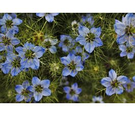 Nigella sativa - Zwarte Komijn - 1 kg - BIO