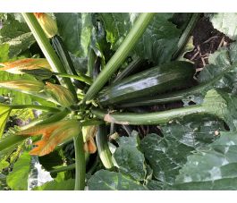 Courgette - Mutabile - BIO