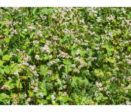 Boekweit - groenbemester - BIO Boekweit - groenbemester - BIO