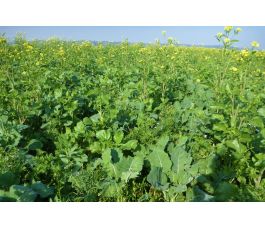 D425 - Biodiversiteitsmengsel - BIO D425 - Biodiversiteitsmengsel - BIO