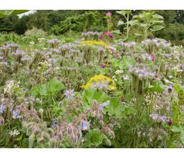 D490 - Bloemenrandenmengsel Insectenbuffet - 30 g tot 10 kg - BIO D490 - Bloemenrandenmengsel Insectenbuffet - 30 g tot 10 kg - BIO