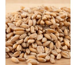 Spelt (Dinkel) - kiemkrachtig - 1 kg - BIO