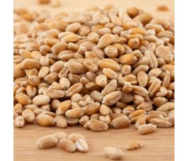 Tarwe - kiemkrachtig - 1 kg - BIO Tarwe - kiemkrachtig - 1 kg - BIO
