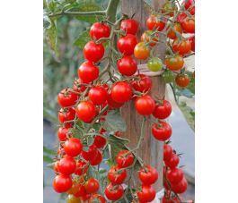 Kerstomaat - Sweet Million - BIO