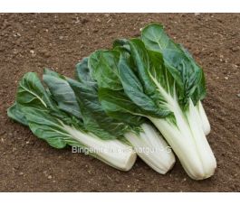 Warmoes/Snijbiet - Jessica - BIO