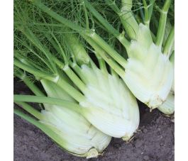 Knolvenkel - Perfection - BIO