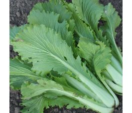 Chinese kool - Granaat - BIO - 50% korting - verminderde kiemkracht