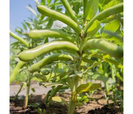 Labboon/tuinboon - Eleonora - BIO - 50% korting - verminderde kiemkracht