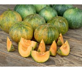 Meloen - Petit Gris de Rennes - BIODYNAMISCH