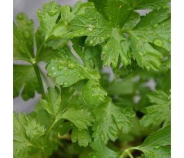 Platte peterselie - Gigante d'Italia - BIO