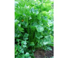 Snijselder - Pipe Creuse de Malines/Mechelse holpijp - BIO - 50% korting wegens verminderde kiemkracht