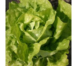 Kropsla - Twellose Gele - BIO