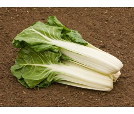 Warmoes/snijbiet - Glatter silber - BIODYNAMISCH - 50% korting wegens verminderde kiemkracht