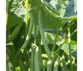 Struikboon prinses - Dubbele witte zonder draad - BIO