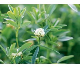 Alexandrijnse klaver - Axi - 25 kg - BIO