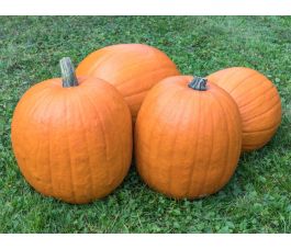 Pompoen - Jack'o lantern - BIODYNAMISCH