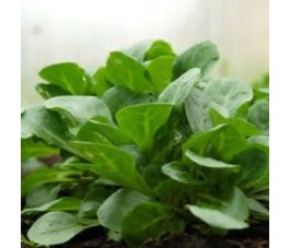 Veldsla - De Comines - BIO - 50% korting wegens verminderde kiemkracht