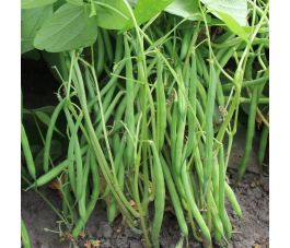 Struikboon/stamslaboon -  Faraday - BIO - 50% korting wegens verminderde kiemkracht