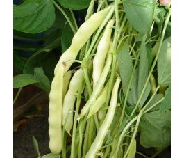 Stamsnijboon/Wasboon - Capitano - BIO - 50% korting wegens verminderde kiemkracht