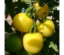 Tomaat - Mirabelle Blanche - BIO - 50% korting wegens verminderde kiemkracht