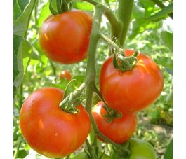 Tomaat - Tigerella Bicolore - BIO