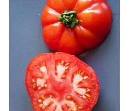 Tomaat - Triomphe de Liège - BIO Tomaat - Triomphe de Liège - BIO