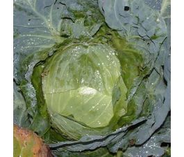 Witte kool - Holsteiner Platter - BIO