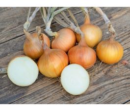 Zaai-Ui - Sturon  - BIODYNAMISCH