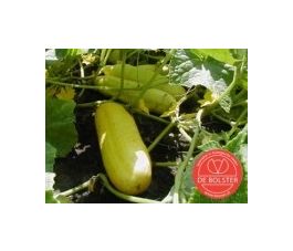 Komkommer - Gele Tros - BIO